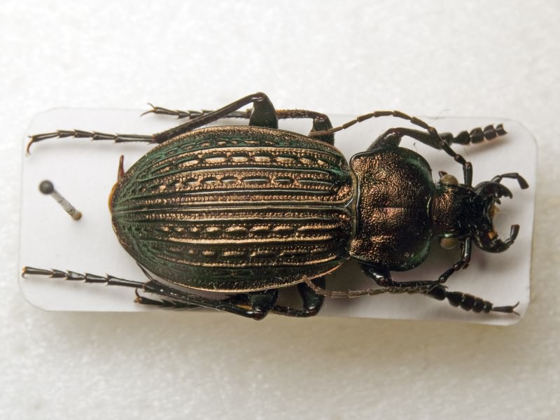 Carabus ullrichii Germar, 1824